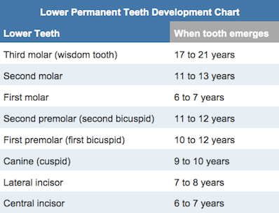 BSC Children Lower Perm Teeth Chart