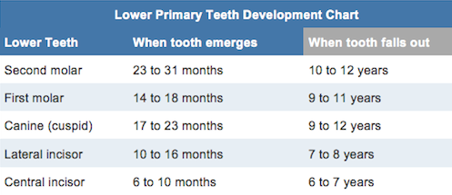 BSC Children Lower Primary Teeth Chart