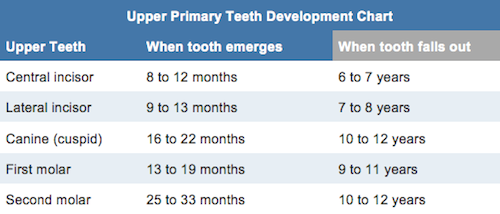 BSC Children Upper Primary Teeth Chart